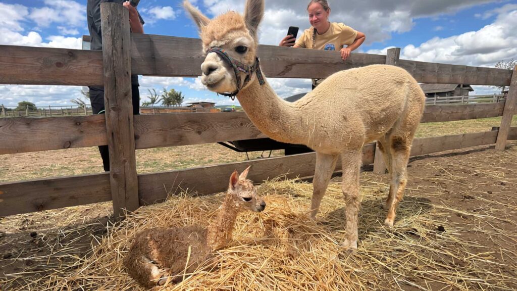 Tierischer Nachwuchs auf Merlin's Farm: Alpaka-Baby in der Family City geboren